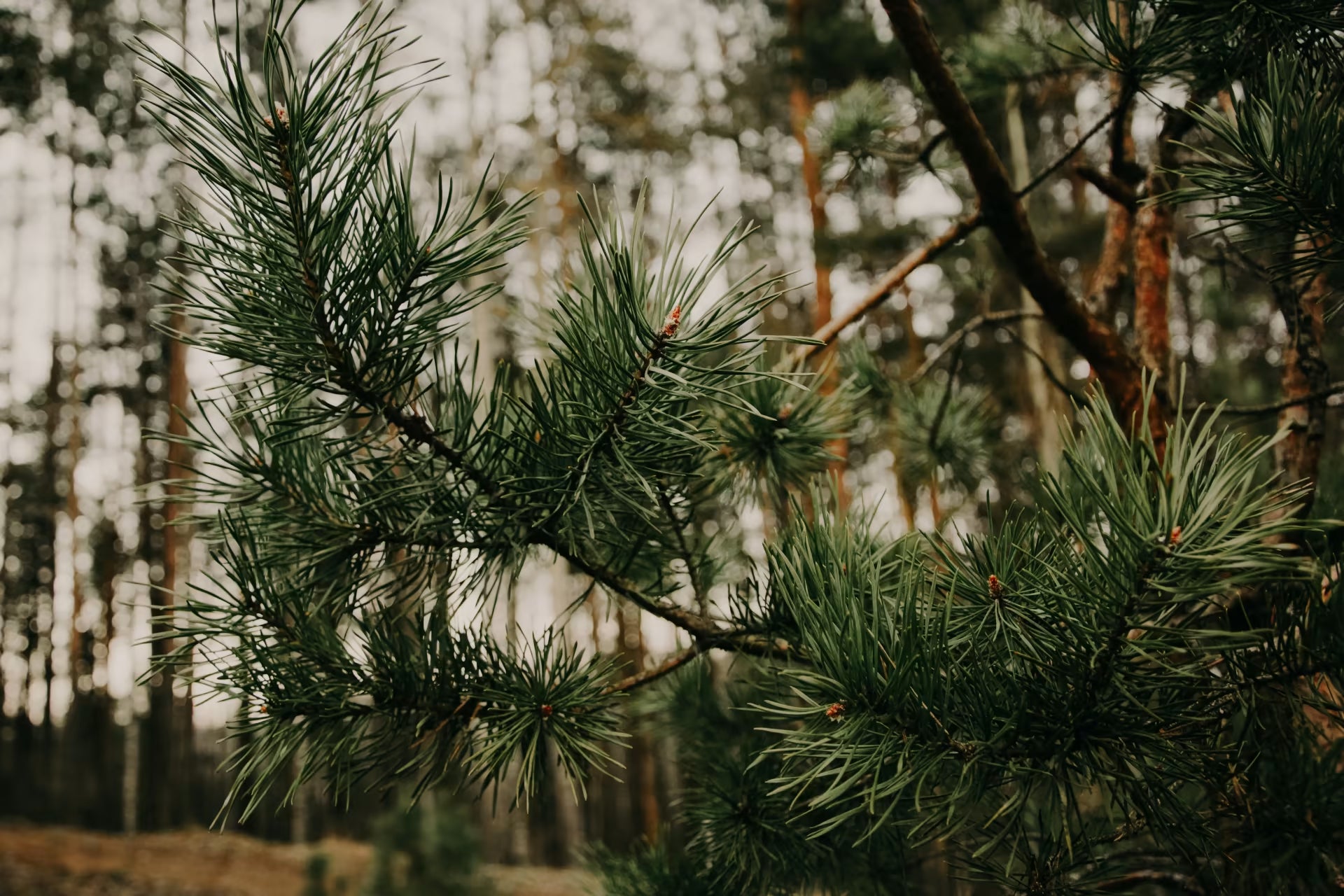Is It Pine, Spruce, or Fir?